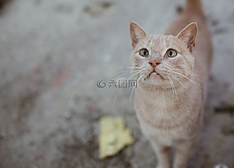 貓,動物,可愛