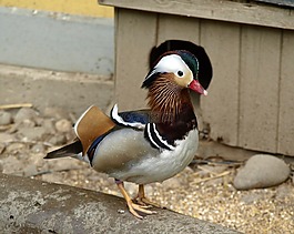 鴛鴦,鴨,鴨鳥