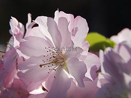 花,春天,粉紅色