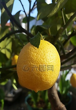 檸檬,黃色,柑橘類水果