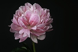 牡丹,開(kāi)花,粉紅色