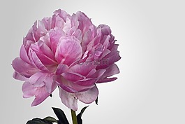 牡丹,開(kāi)花,粉紅色