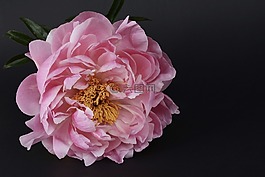 牡丹,開(kāi)花,粉紅色