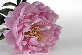 牡丹,開(kāi)花,粉紅色