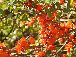 春天,花卉,橙