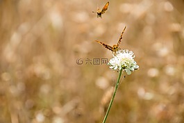 蝴蝶,性質(zhì),昆蟲