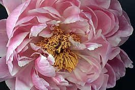 牡丹,開花,粉紅色