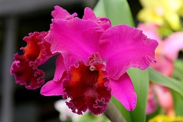 蘭花,花,花的