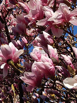 花卉,樹,分支機(jī)構(gòu)