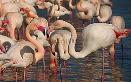 粉紅色的火烈鳥,鳥,動物區(qū)系