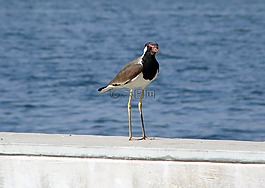 鳥,濱河,海濱