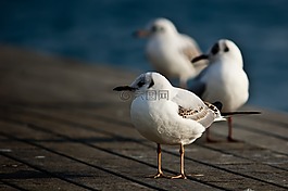 鳥(niǎo),動(dòng)物,白