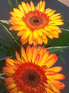 瑪格麗特,橙,花