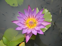 水百合,花,睡蓮