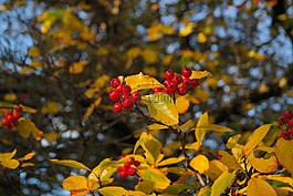 漿果,水果,紅色