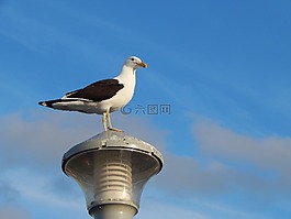海鷗,燈,鳥