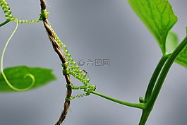 葉,植物區(qū)系,自然