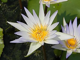 水百合,花,睡蓮
