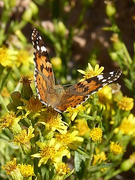 蝴蝶,libar,花