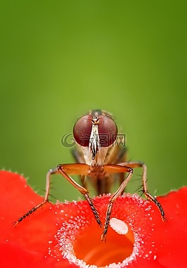robberfly,飞,昆虫