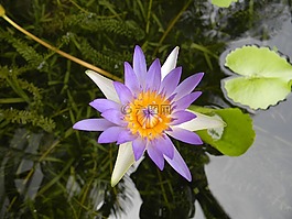 水百合,花,睡蓮