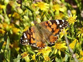 蝴蝶,libar,花