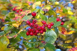漿果,水果,紅色