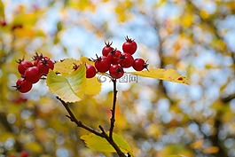 漿果,水果,紅色