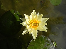 水百合,花,睡蓮