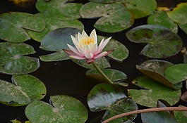 蓮花,花,水百合