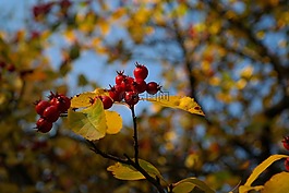 漿果,水果,紅色
