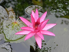 水百合,花,睡蓮