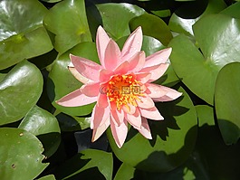 水百合,花,睡蓮