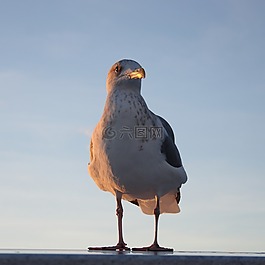 海鷗,鳥,自然