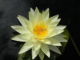 水百合,花,睡蓮