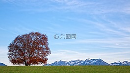 性質(zhì),景觀(guān),樹(shù)