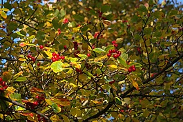 漿果,水果,紅色