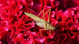 蚱蜢,昆蟲,花