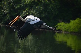 鳥,起重機,飛行
