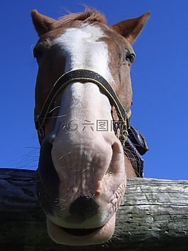 馬,動物,馬頭
