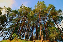 樹(shù),自然,木材