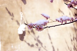 春,花,自然