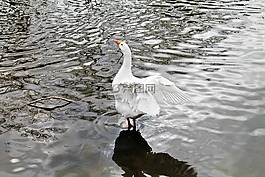 天鵝,鳥,動物