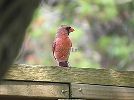 鳥,紅色,野生動物