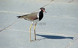 鸟,田凫,redwattled