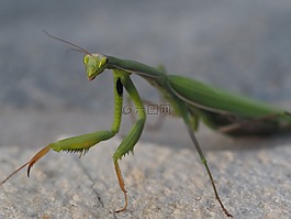 螳螂,绿色,昆虫