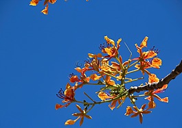 性質(zhì),藍(lán)色,鮮花