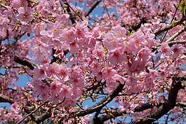 樱花,东京,日本