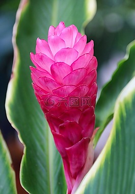 廠,葉子,花