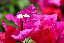 花,性質(zhì),廠